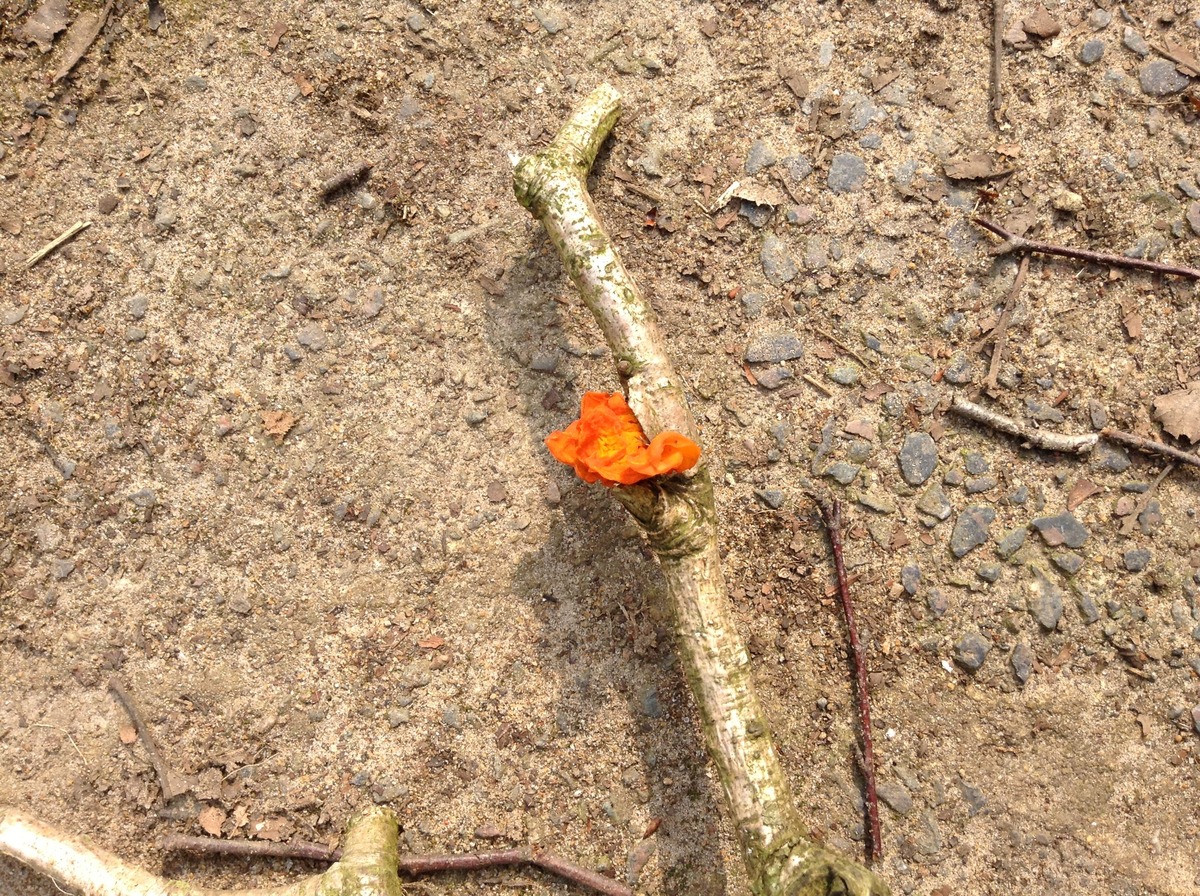 Orange peel fungus 27-3-13 (DT)